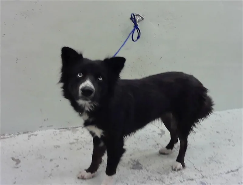 A young medium-sized female Border Collie dog named Beauty for adoption in Houston, TX