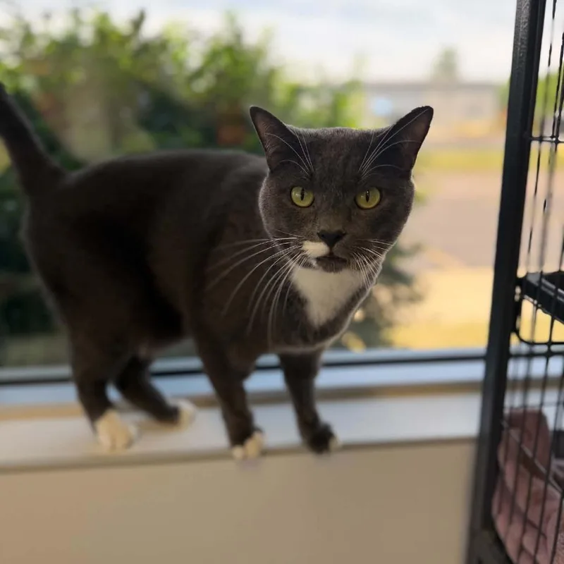 An adult large-sized male Domestic Short Hair cat named Stormy for adoption in Portage, MI