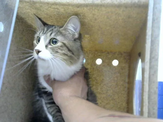 An adult medium-sized female Domestic Long Hair cat named Chole for adoption in Albuquerque, NM