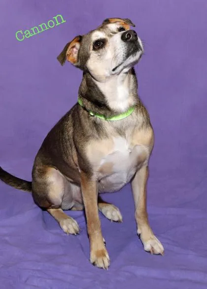 An adult large-sized male Catahoula Leopard Dog dog named Cannon for adoption in Parma, OH