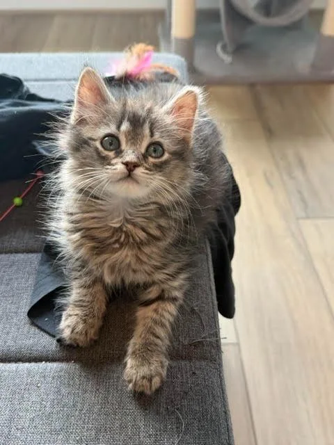 A baby medium-sized male Domestic Short Hair cat named Rocky for adoption in New Braunfels, TX