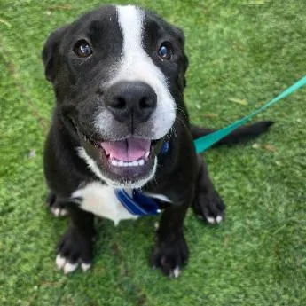 A baby medium-sized female Pit Bull Terrier dog named Lightning for adoption in Fort Collins, CO