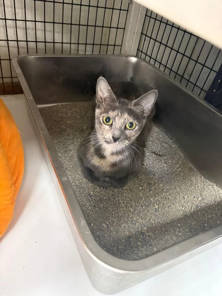 A young small-sized female Domestic Short Hair cat named Lavender for adoption in Fort Worth, TX