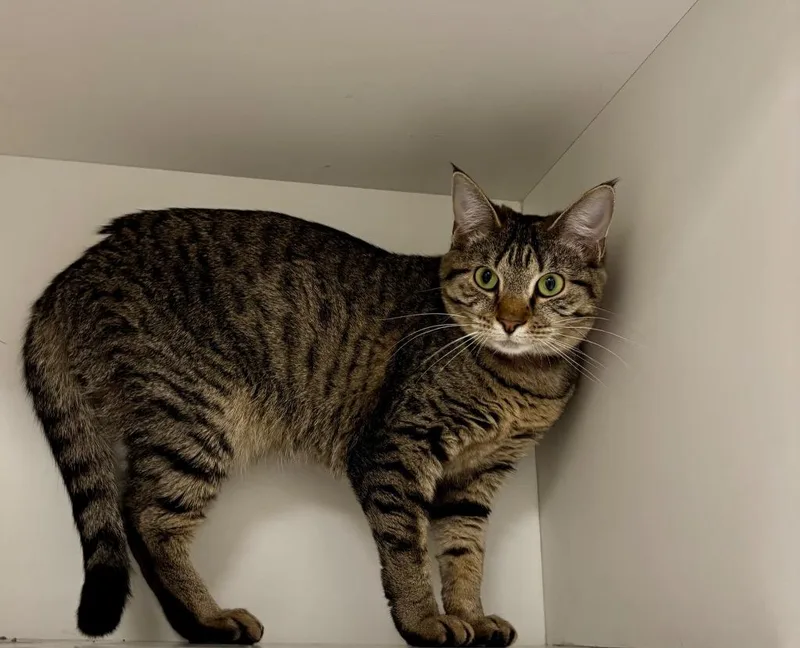 A young medium-sized female Domestic Short Hair cat named Party for adoption in Frankfort, KY