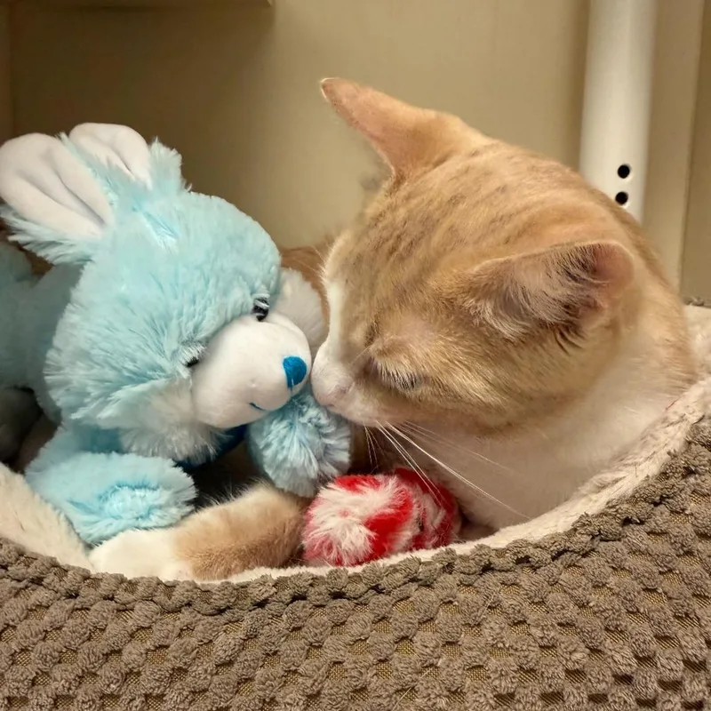 A young medium-sized male Orange / Red Domestic Short Hair cat named Paddles for adoption in Newark, DE