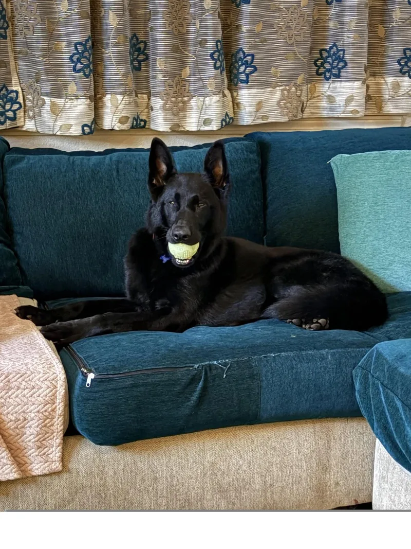 An adult large-sized male German Shepherd Dog dog named Kylo for adoption in Roseville, CA