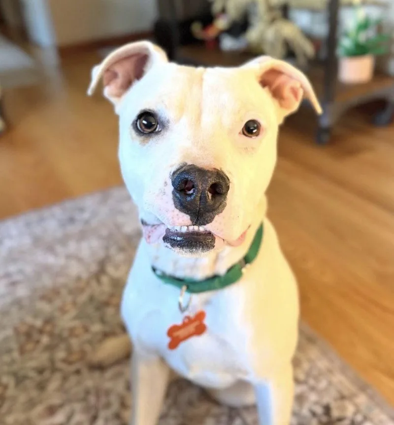 A young medium-sized male Pit Bull Terrier dog named Rowan for adoption in Sunnyvale, CA