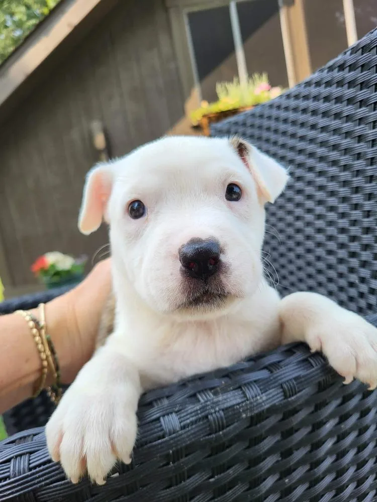 A baby large-sized female Pit Bull Terrier dog named Charlotte Bronte for adoption in Pottstown, PA