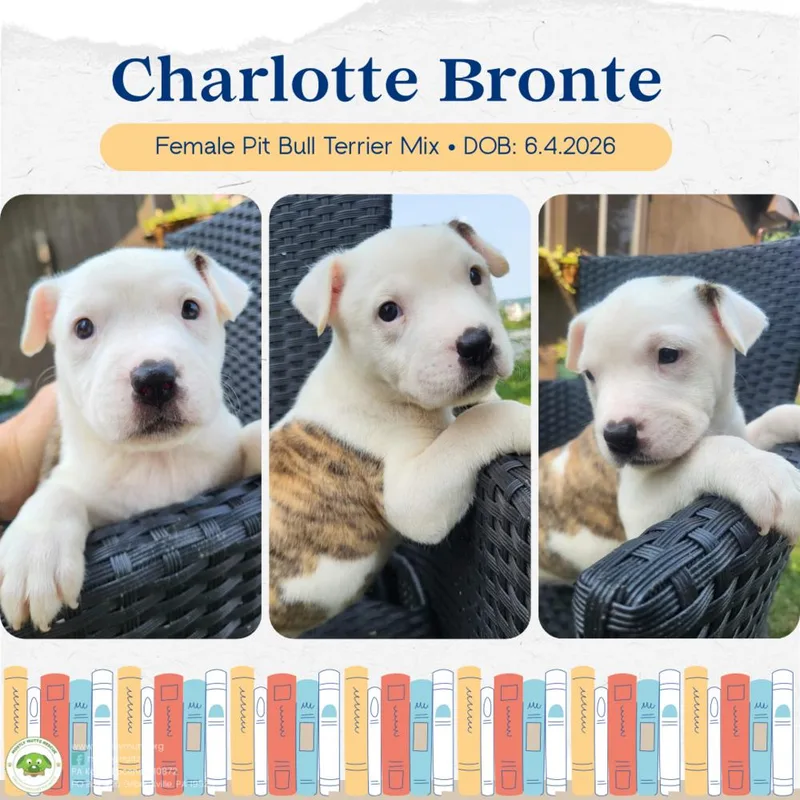 Charlotte Bronte thumbnail 6