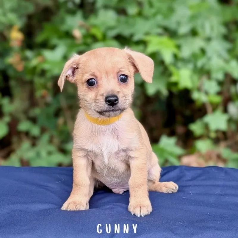 Gunny