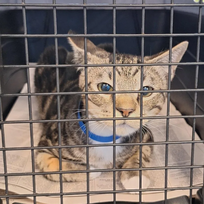 A baby small-sized male Brown / Chocolate Domestic Short Hair cat named Leonardo for adoption in Montgomery, AL