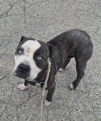Priscilla