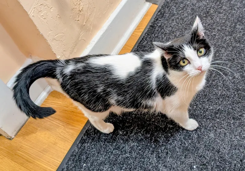 An adult medium-sized female Black Domestic Short Hair cat named Domino for adoption in Eugene, OR