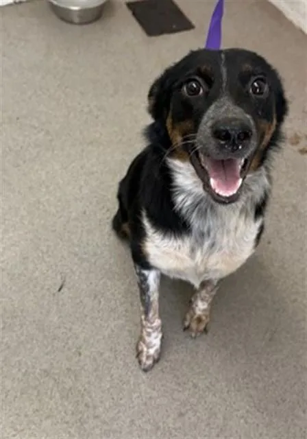A young medium-sized female Catahoula Leopard Dog dog named Happy for adoption in San Bernardino, CA