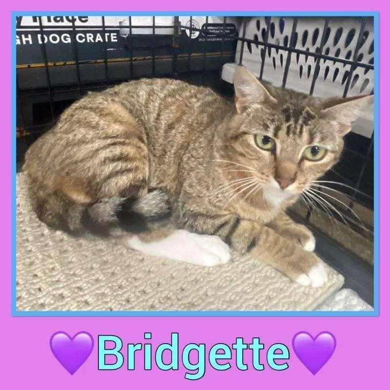 Bridgette thumbnail 2