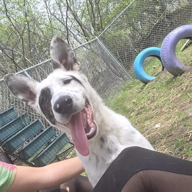 A young medium-sized male Labrador Retriever dog named Internet Explorer for adoption in Peoria, IL