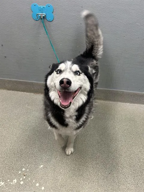Denali