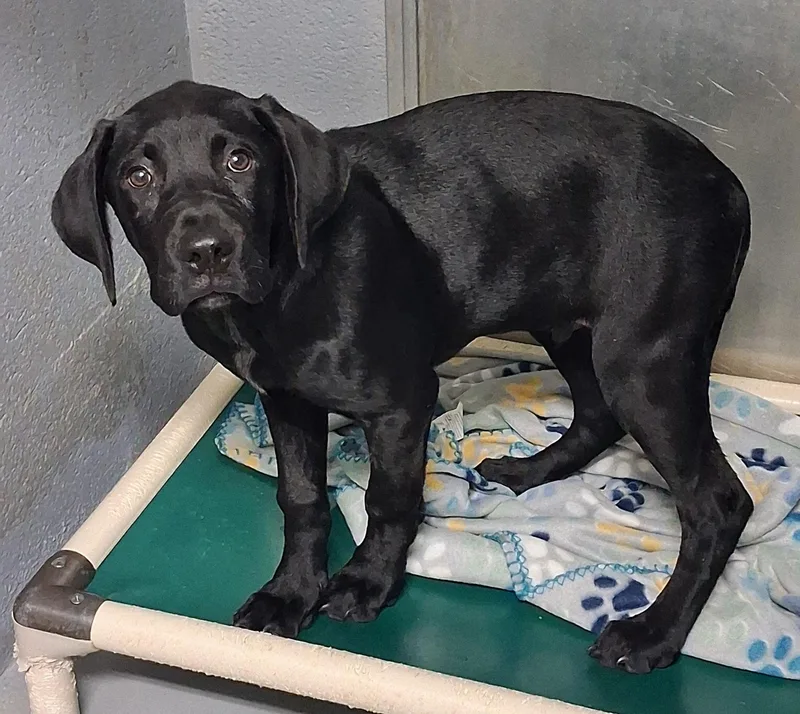 A baby medium-sized male Black Labrador Retriever dog named Ardimus for adoption in Stuart, VA
