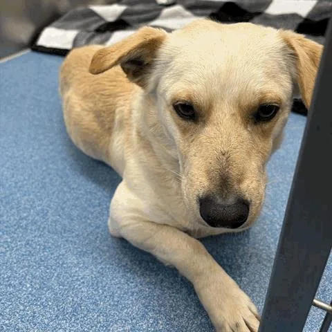 An adult medium-sized male Yellow / Tan / Blond / Fawn Cardigan Welsh Corgi dog named Sid for adoption in Houston, TX
