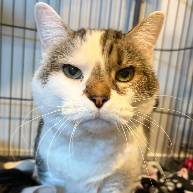 A senior medium-sized female Brown / Chocolate Domestic Short Hair cat named Taffy for adoption in Louisville, KY