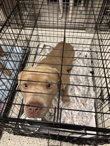 An adult medium-sized male Mixed Breed dog named Rew for adoption in Atlanta, GA