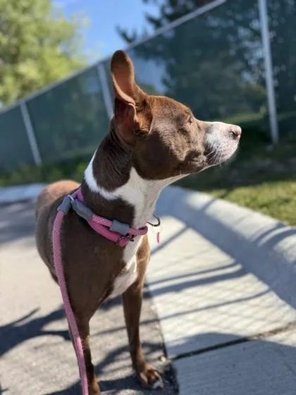 An adult medium-sized female Pit Bull Terrier dog named Holly for adoption in Hamilton, MT