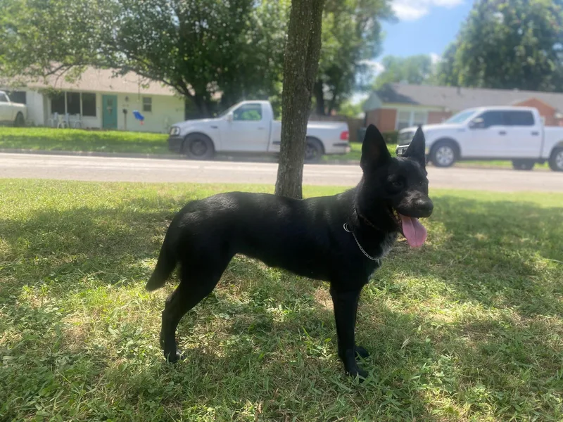 A young medium-sized female Black Labrador Retriever dog named Baylor for adoption in Dallas, TX