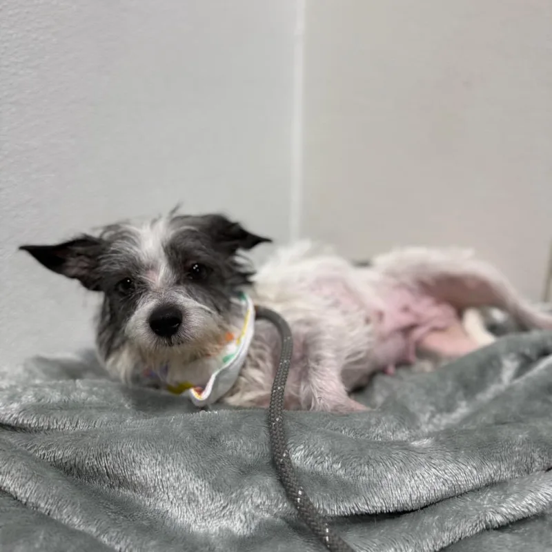 An adult small-sized female White / Cream Terrier dog named Kelly for adoption in Newberg, OR