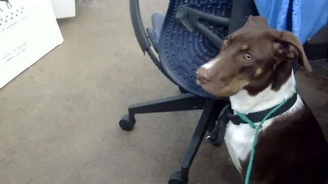 A young large-sized male Mixed Breed dog named Bullseye for adoption in Dallas, TX