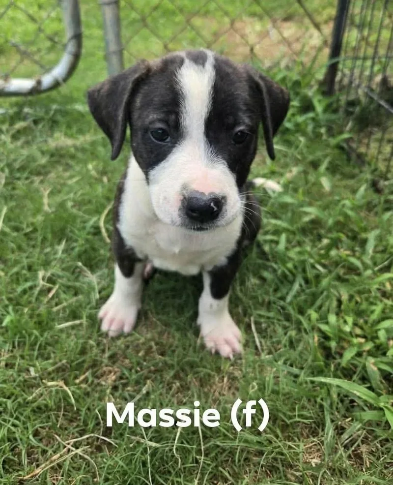 A baby medium-sized female Tricolor (Brown, Black, & White) Pit Bull Terrier dog named Massie for adoption in Wenonah, NJ