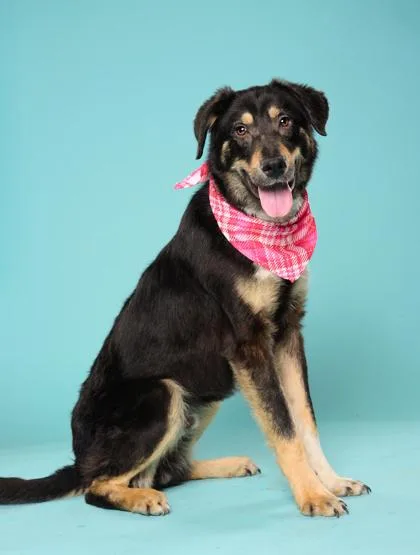 An adult medium-sized male Mixed Breed dog named Foghorn for adoption in Atlanta, GA