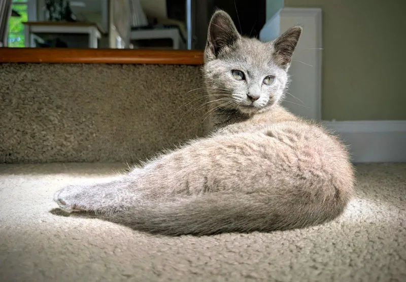 A baby small-sized female Gray / Blue / Silver Domestic Short Hair cat named Pearl for adoption in Ellicott City, MD