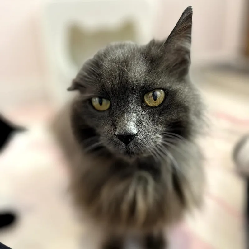A senior medium-sized female Gray / Blue / Silver Domestic Long Hair cat named Janet for adoption in Forest Park, IL