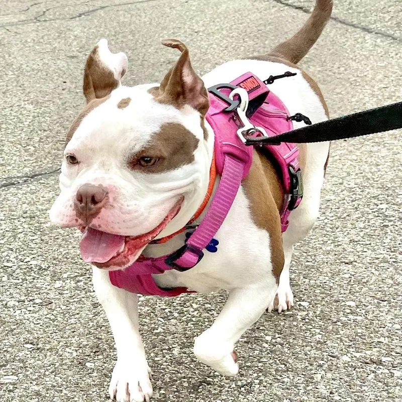 An adult medium-sized female White / Cream Terrier dog named Bali Needs A Forever for adoption in Birmingham, MI