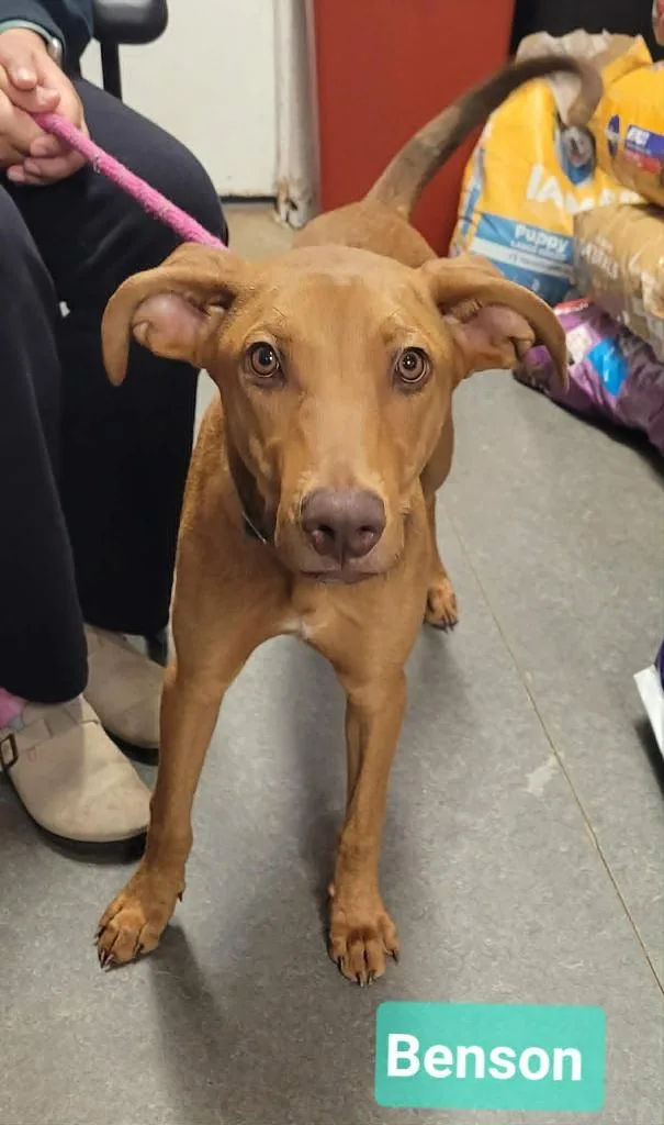A baby medium-sized male Rhodesian Ridgeback dog named Benson for adoption in Richmond, IN