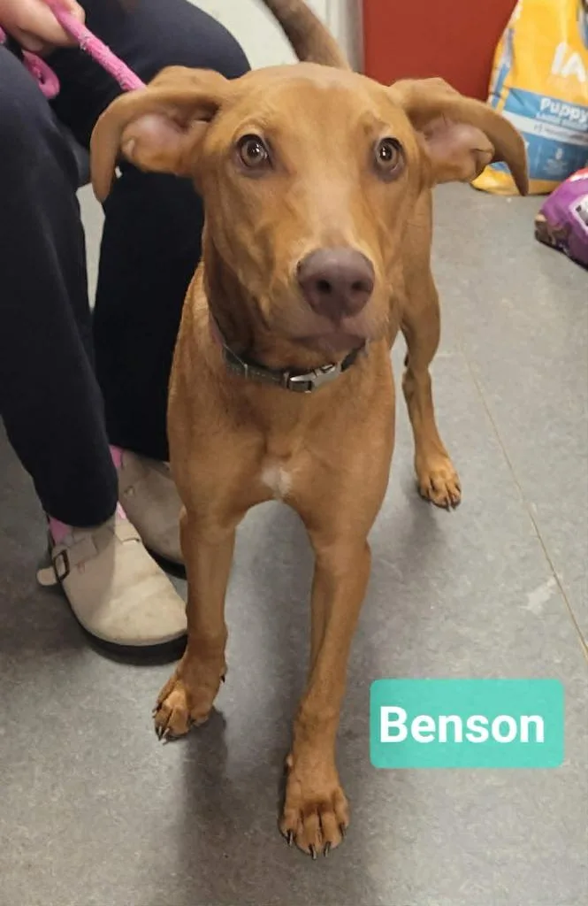 Benson thumbnail 2