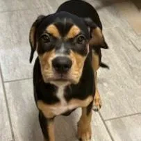 A baby medium-sized male Black Shepherd dog named Simba for adoption in Long Beach, CA