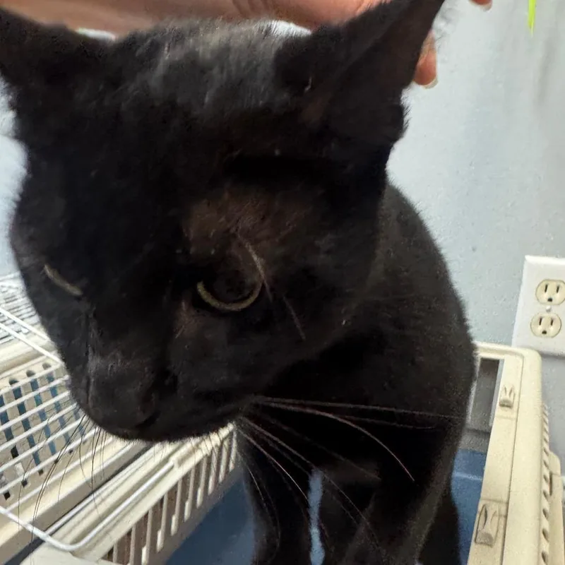 A young medium-sized male Black Domestic Short Hair cat named Ryder for adoption in Port Charlotte, FL