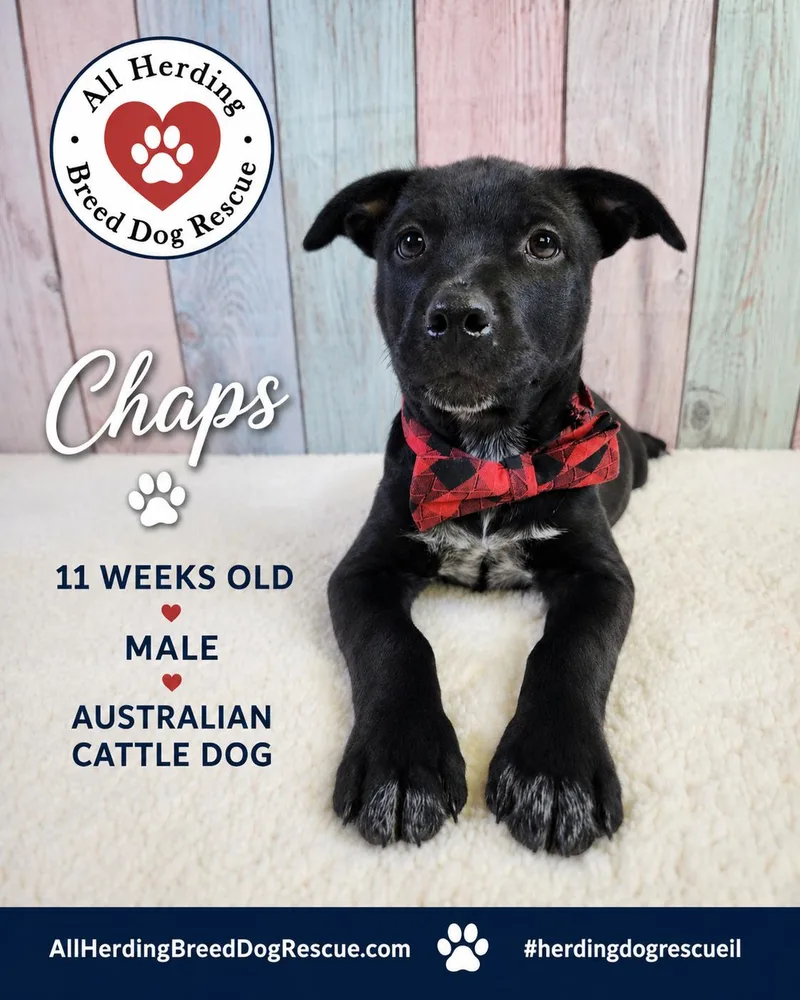 Chaps thumbnail 5