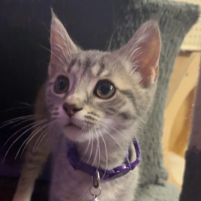 A baby small-sized female Gray / Blue / Silver Domestic Short Hair cat named Cristina for adoption in Greenfield, IN