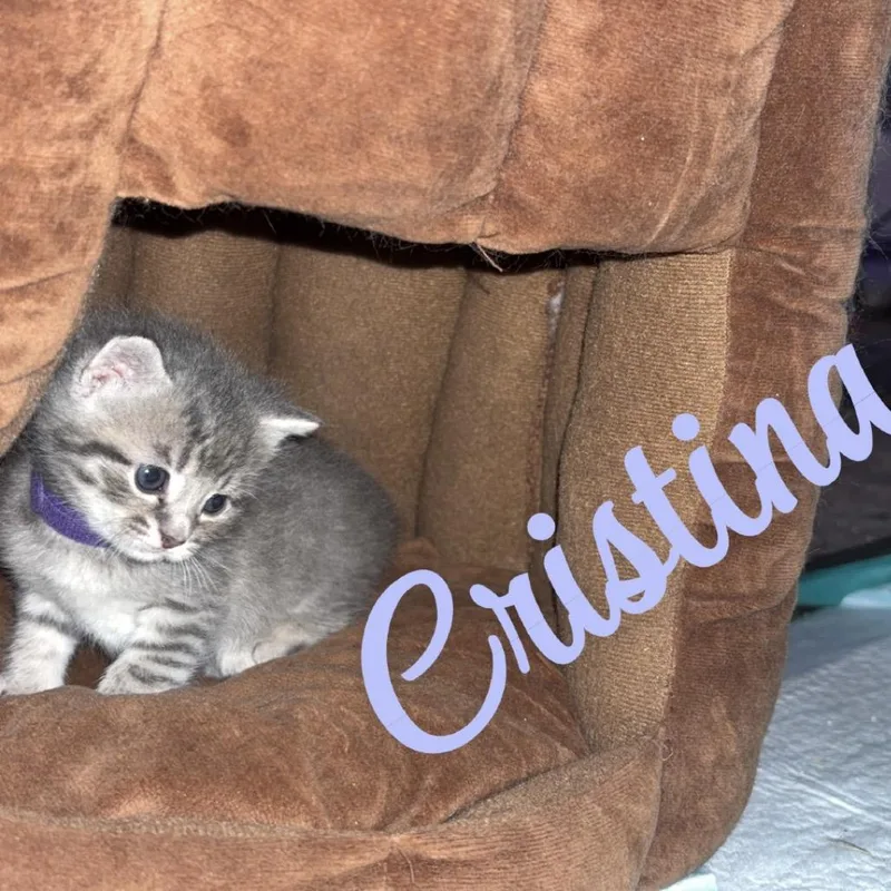 Cristina thumbnail 3