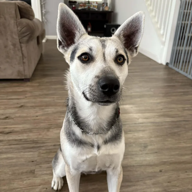 Elecktra thumbnail 3