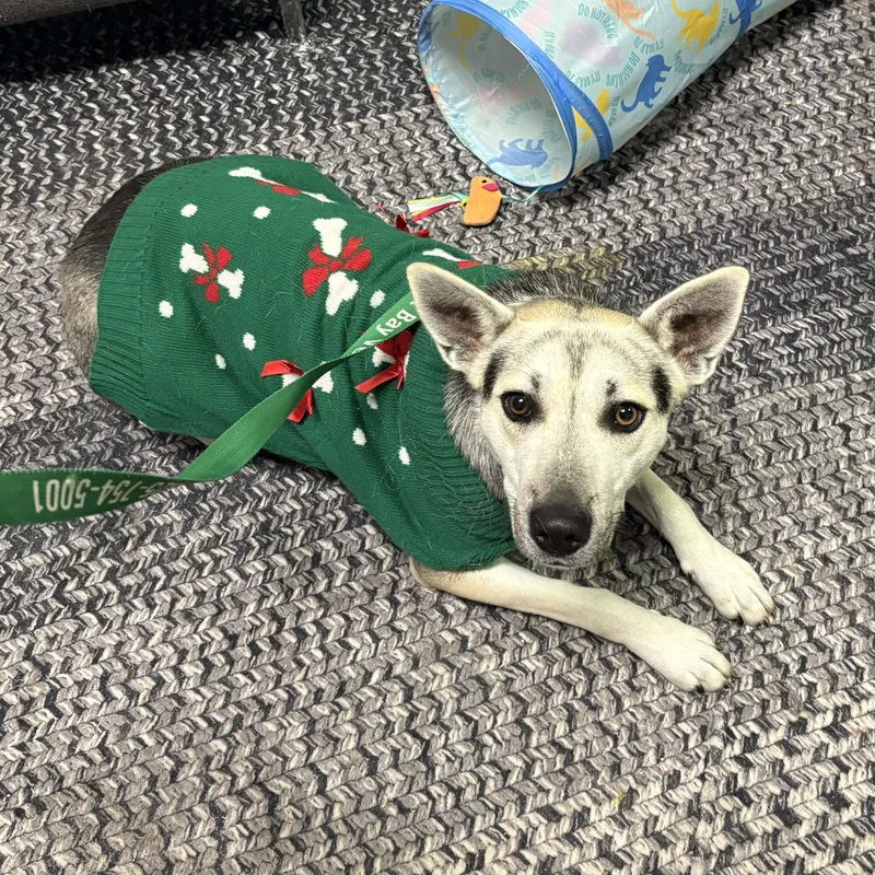 Elecktra thumbnail 4