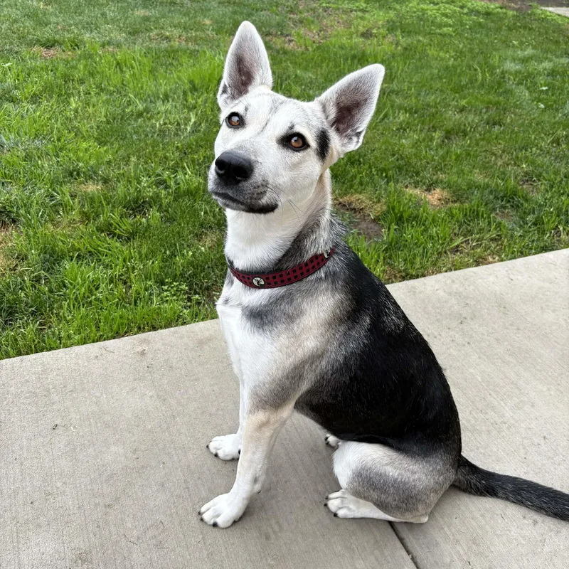 Elecktra thumbnail 5