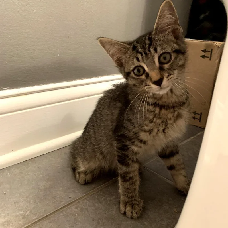 Vito