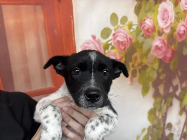 A baby small-sized male Australian Cattle Dog / Blue Heeler dog named Okra for adoption in San Bernardino, CA
