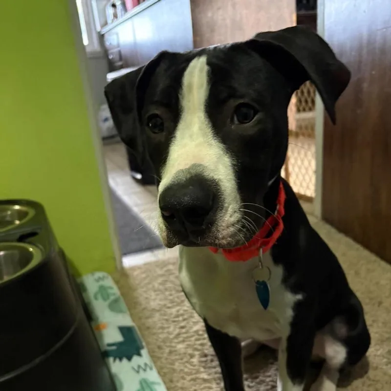 A baby medium-sized male Boxer dog named Oden for adoption in Ferndale, MI