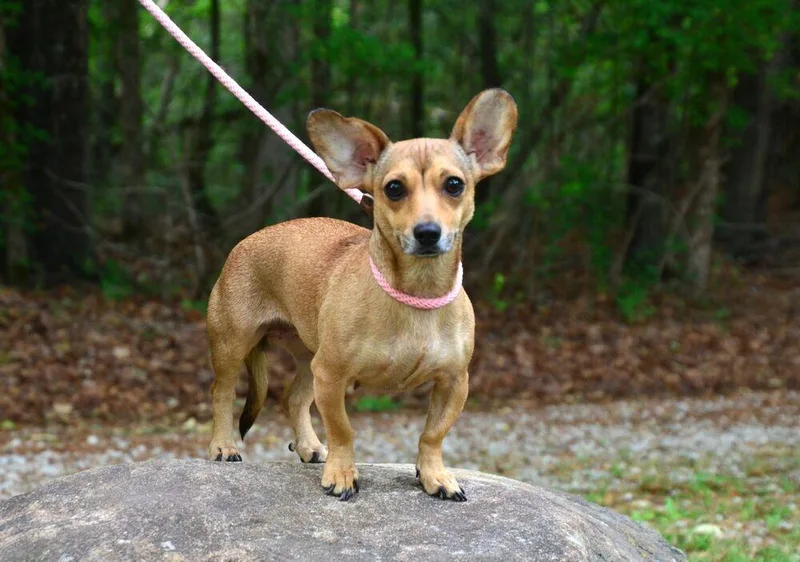 A young small-sized female Red / Chestnut / Orange Chihuahua dog named Penny for adoption in Willingboro, NJ