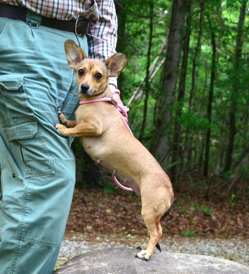 Penny thumbnail 6
