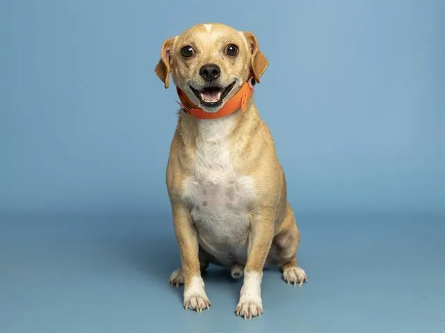 An adult small-sized male Chihuahua dog named Duke for adoption in Phoenix, AZ